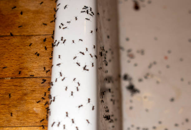 Best Affordable Pest Control Services  in Choctaw, OK
